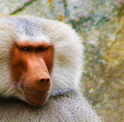 Face of Male Baboon at NC Zoo in Asheboro Showing Red Skin